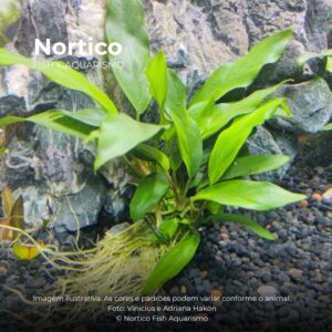 Anubias sp. Gabon
