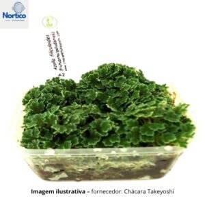 Azolla filiculoides-flutuante/paludário