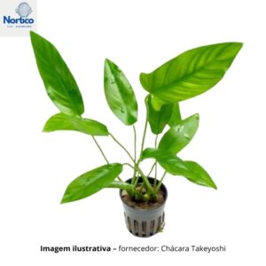 Anubias hastifolia