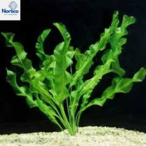 Aponogeton crispus (Novo)