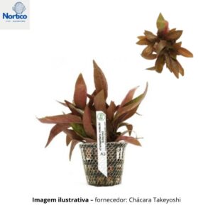 Alternanthera reineckii (Lilacina)