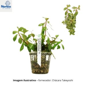 Ammannia gracilis
