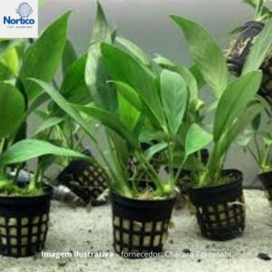 Anubias lanceolata
