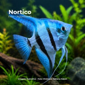 ACARA ZEBRA AZUL PQ*   PH-6.8                 (A)