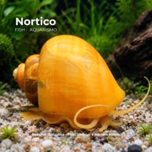 AMPULARIA AMARELA*   (A)