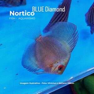 Acara Disco Blue Diamond 5 a 6 cm Padrão AAA