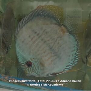 DISCO HECKEL BLUE MOON GR (EXPORTACAO)