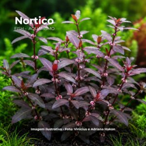 Alternanthera sessilis -emergente