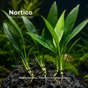 PLANTA ANUBIA LANCEOLATA