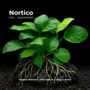 Anubias barteri Nana