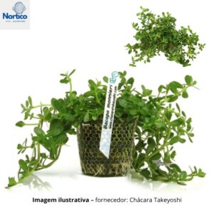 Bacopa monnieri