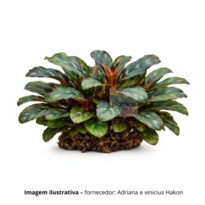 Bucephalandra sp. Syntang