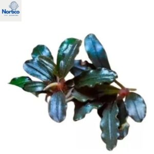 Bucephalandra sp. Neo Amanda