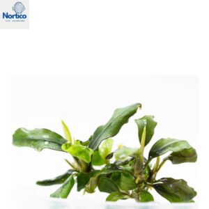 Bucephalandra sp. Brownie Phanton