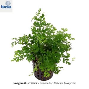 Bolbitis heteroclita "Baby Leaf"