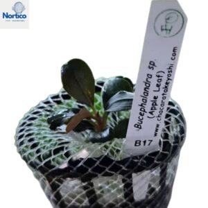 Bucephalandra sp. Apple Leaf