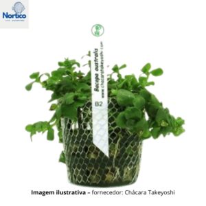 Bacopa australis