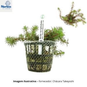 Bacopa myriophylloides