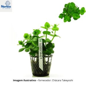 Bacopa rotundifolia