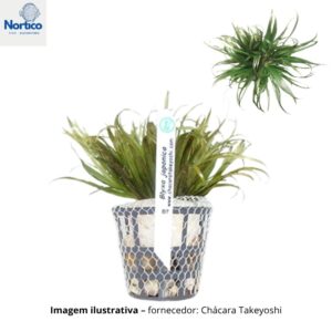 Blyxa japonica (3 mudas)