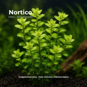 PL /VASO BACOPA MONNIERE