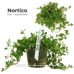 Bacopa sp. (Tamarana)