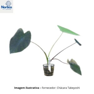 Colocasia esculenta-emergente/lagos