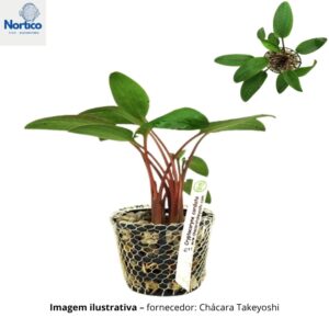 Cryptocoryne cordata