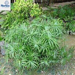 Cyperus alternifolius-Emegente-Lagos