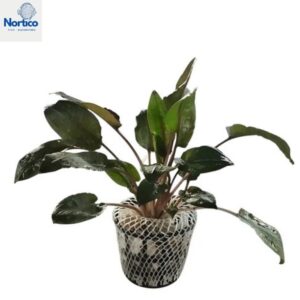 Cryptocoryne wendtii Tropica