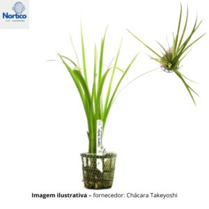 Cyperus helferi