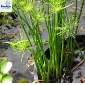 Cyperus papyrus "Nanus"-emergente/lagos