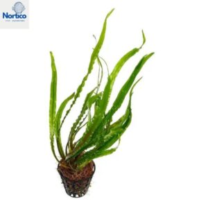 Cryptocoryne spiralis