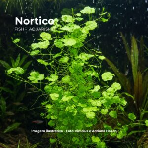 Cardamine lyrata