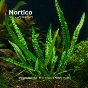Criptocoryne crispatula Balansae