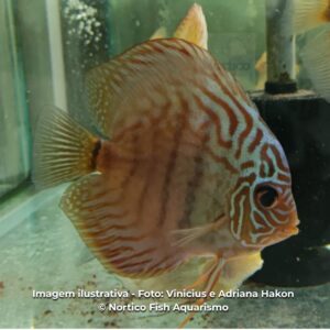 DISCO RED TURQUESA MG PH-6.8                   (A)