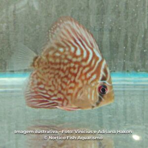 DISCO RED TURQUESA PQ* ph-6.8                  (A)