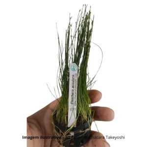 Eleocharis acicularis
