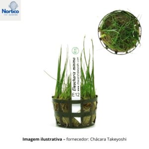 Eleocharis minima