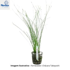 Eleocharis vivipara