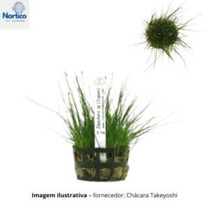 Eleocharis sp. (Japan)