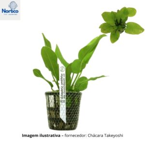 Echinodorus cordifolius