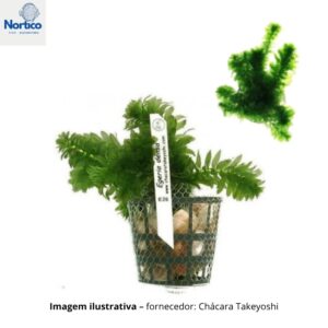 Egeria densa (Elodea) vaso- 6-8 ramos