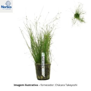Eleocharis vivipara (Mini)