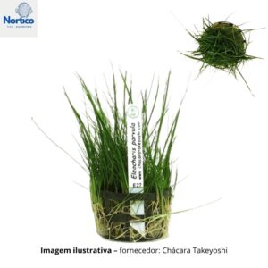Eleocharis parvula