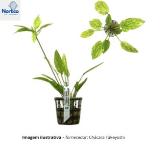Echinodorus cordifolius (Marble Queen)
