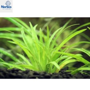 Eriocaulon sp. (Vietnam)