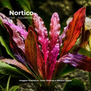 Echinodorus (Rubin)