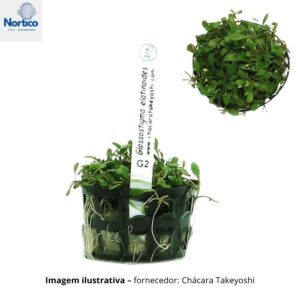 Glossostigma elatinoides