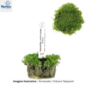 Hemianthus callitrichoides
